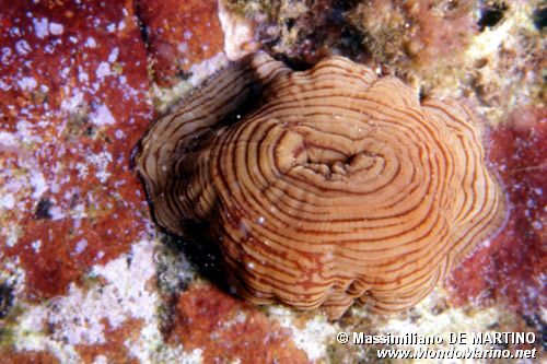 Anemone tigrato (Actinia cari)