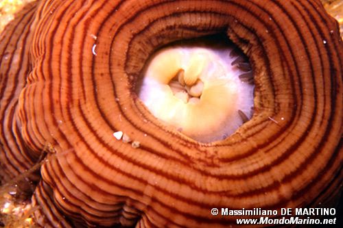 Anemone tigrato (Actinia cari)