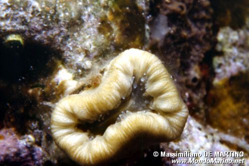 Madrepora solitaria (Balanophyllia europaea)