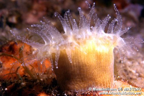 Madreporario (Caryophyllia inornata)