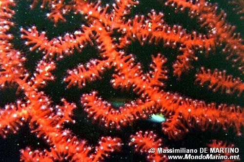 Gorgonia rossa (Paramuricea clavata)