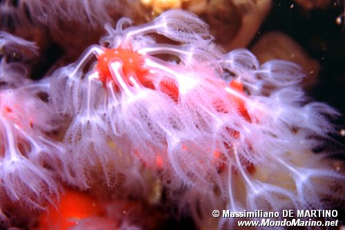 Corallo rosso (Corallium rubrum)