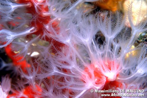 Corallo rosso (Corallium rubrum)