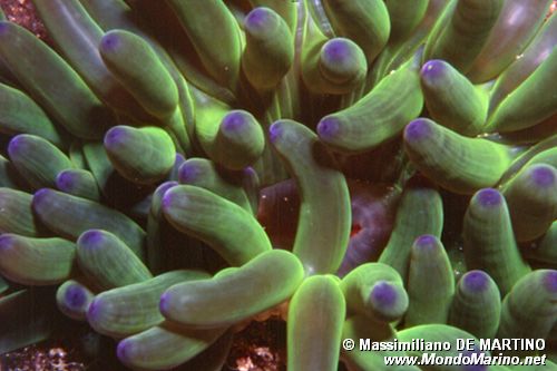 Anemone grosso (Cribrinopsis crassa)