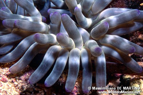 Anemone grosso (Cribrinopsis crassa)