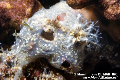 Cornucopia (Cornularia cornucopiae)