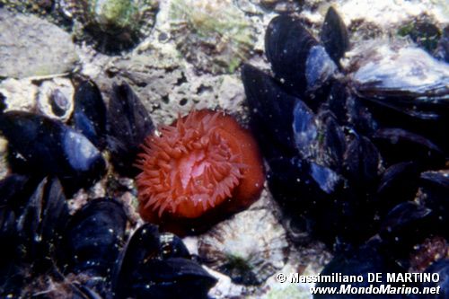 Pomodoro di mare (Actinia equina)