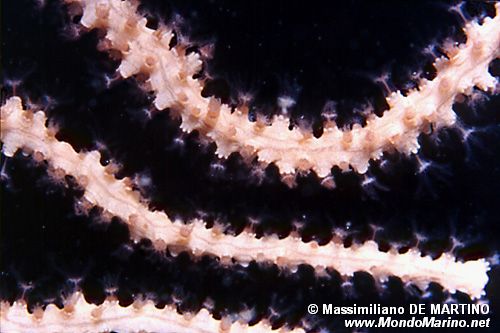 Gorgonia gialla (Eunicella cavolinii)