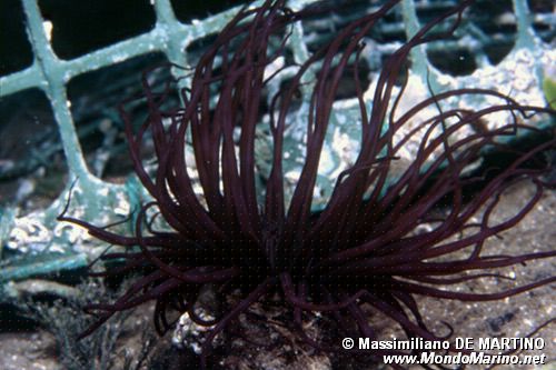 Cerianto (Cerianthus membranaceus)