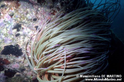 Attinia (Anemonia viridis)