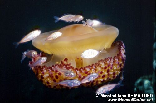 Medusa cassiopea (Cotylorhiza tubercolata)