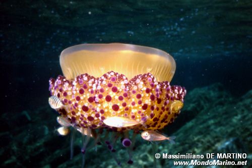 Medusa cassiopea (Cotylorhiza tubercolata)