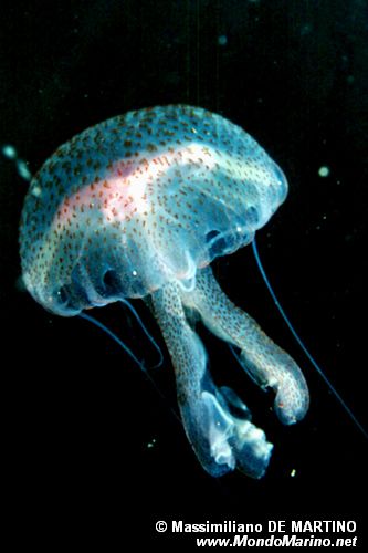 Medusa luminosa (Pelagia noctiluca)