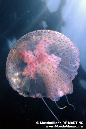 Medusa luminosa (Pelagia noctiluca)