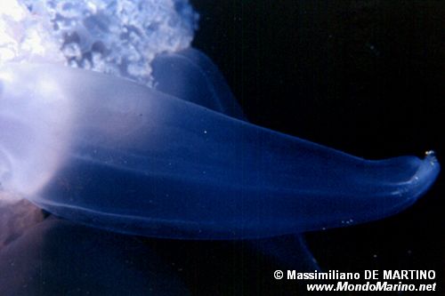 Polmone di mare (Rhizostoma pulmo)
