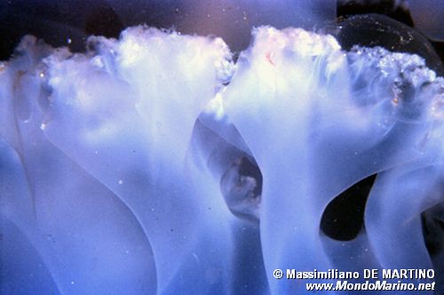 Polmone di mare (Rhizostoma pulmo)