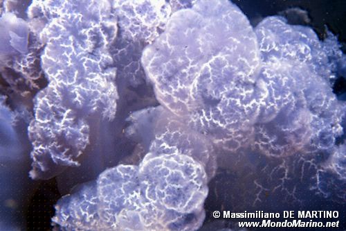 Polmone di mare (Rhizostoma pulmo)