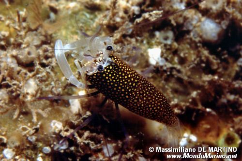 Gambero vinaio (Gnathophyllum elegans)