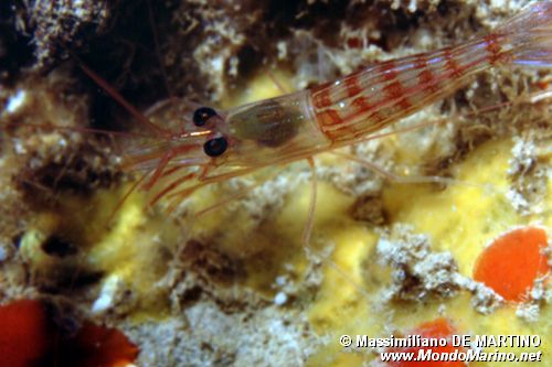 Gamberetto pulitore (Lysmata seticaudata)