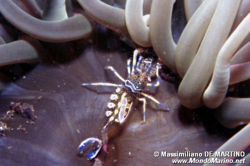 Gamberetto fantasma freccia (Periclimenes sagittifer)