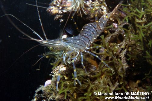 Gamberetto maggiore (Palaemon serratus)