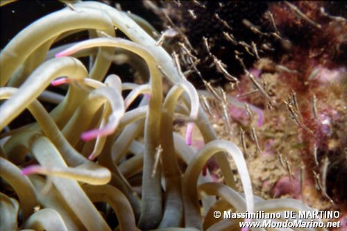 Gamberetto maggiore (Palaemon serratus)