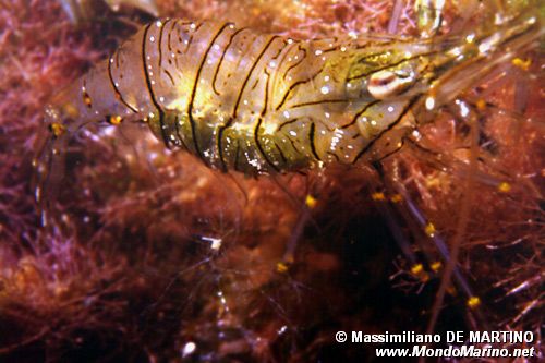 Gamberetto maggiore (Palaemon serratus)