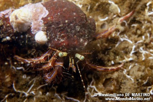 Paguro (Pagurus anachoretus)