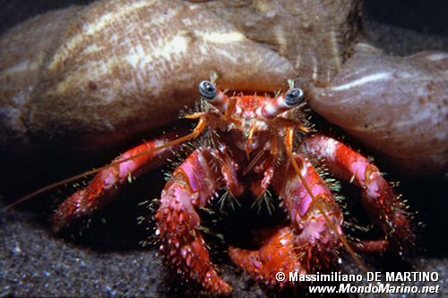 Paguro (Dardanus calidus)