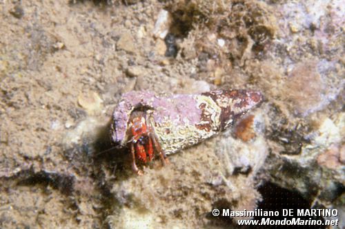 Paguro sedentario (Calcinus tubularis)
