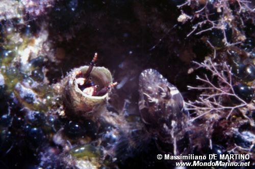 Paguro sedentario (Calcinus tubularis)