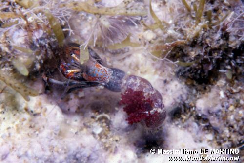 Paguro sedentario (Calcinus tubularis)