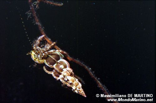Paguro (Pagurus anachoretus)