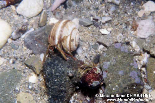 Paguro (Clibanarius erythropus)