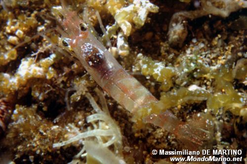 Crostaceo decapode (Pandalina brevirostris)