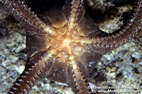 Stella serpentina liscia (Ophioderma longicaudum)