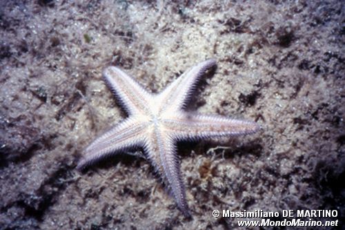 Stella pettine bruna (Astropecten spinulosus)