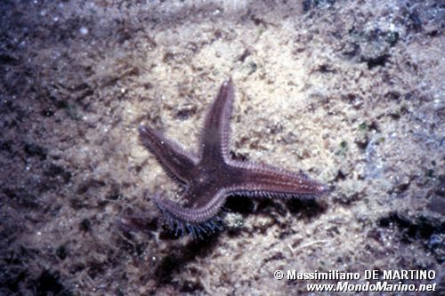 Stella pettine bruna (Astropecten spinulosus)