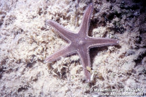 Stella pettine bruna (Astropecten spinulosus)