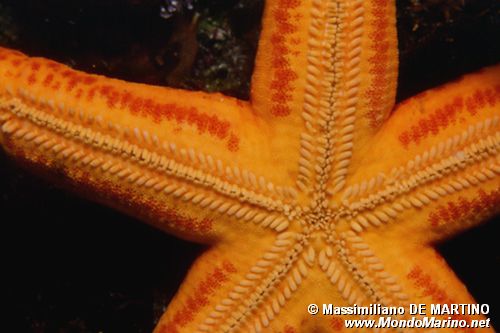 Stella arancio (Hacelia attenuata)