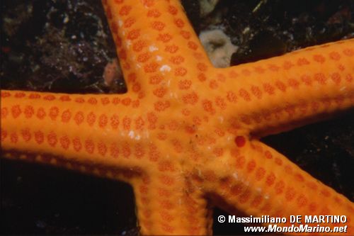 Stella arancio (Hacelia attenuata)