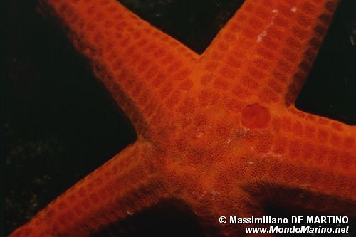 Stella arancio (Hacelia attenuata)