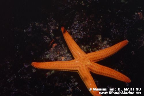 Stella arancio (Hacelia attenuata)