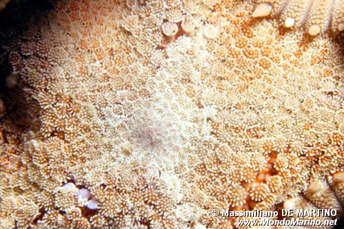 Stella pettine maggiore (Astropecten aranciacus)