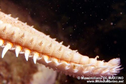Stella pettine maggiore (Astropecten aranciacus)