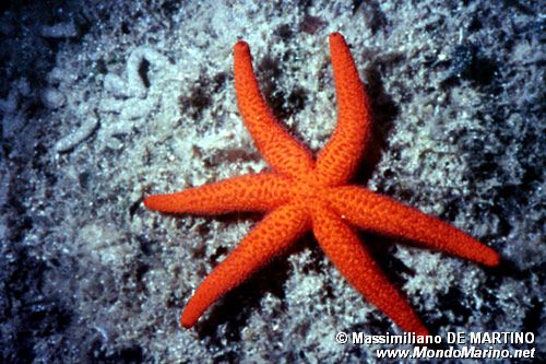 Stella rossa (Echinaster sepositus)