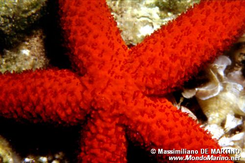 Stella rossa (Echinaster sepositus)