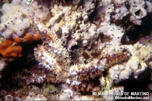 Stella marina spinosa minore (Coscinasterias tenuispina)