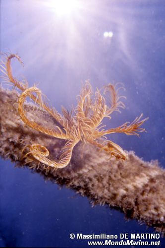 Giglio di mare (Antedon mediterranea)