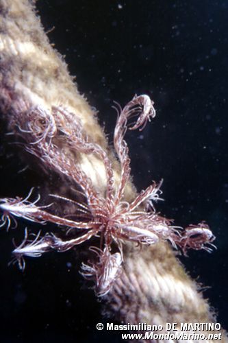 Giglio di mare (Antedon mediterranea)